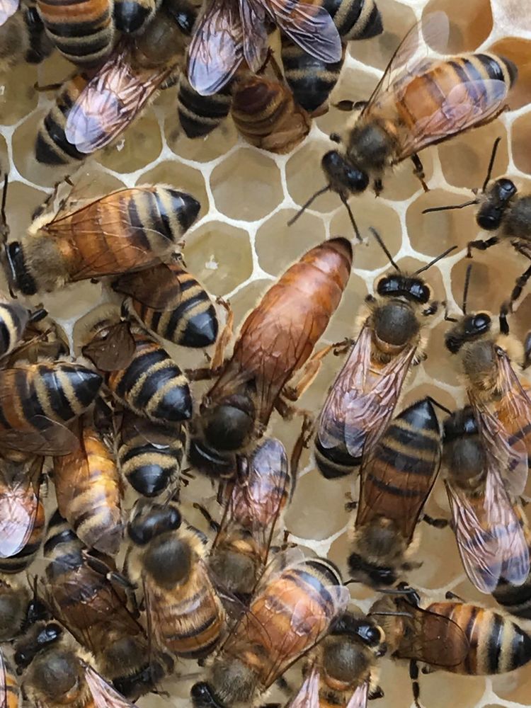 Hive Services, Bees, Hives Healthy Hives Cairns, Queensland